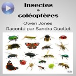 Insectes Et Coléoptères