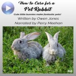 How To Care For A Pet Rabbit-Cute Little Bunnies Make Fantastic Pets!